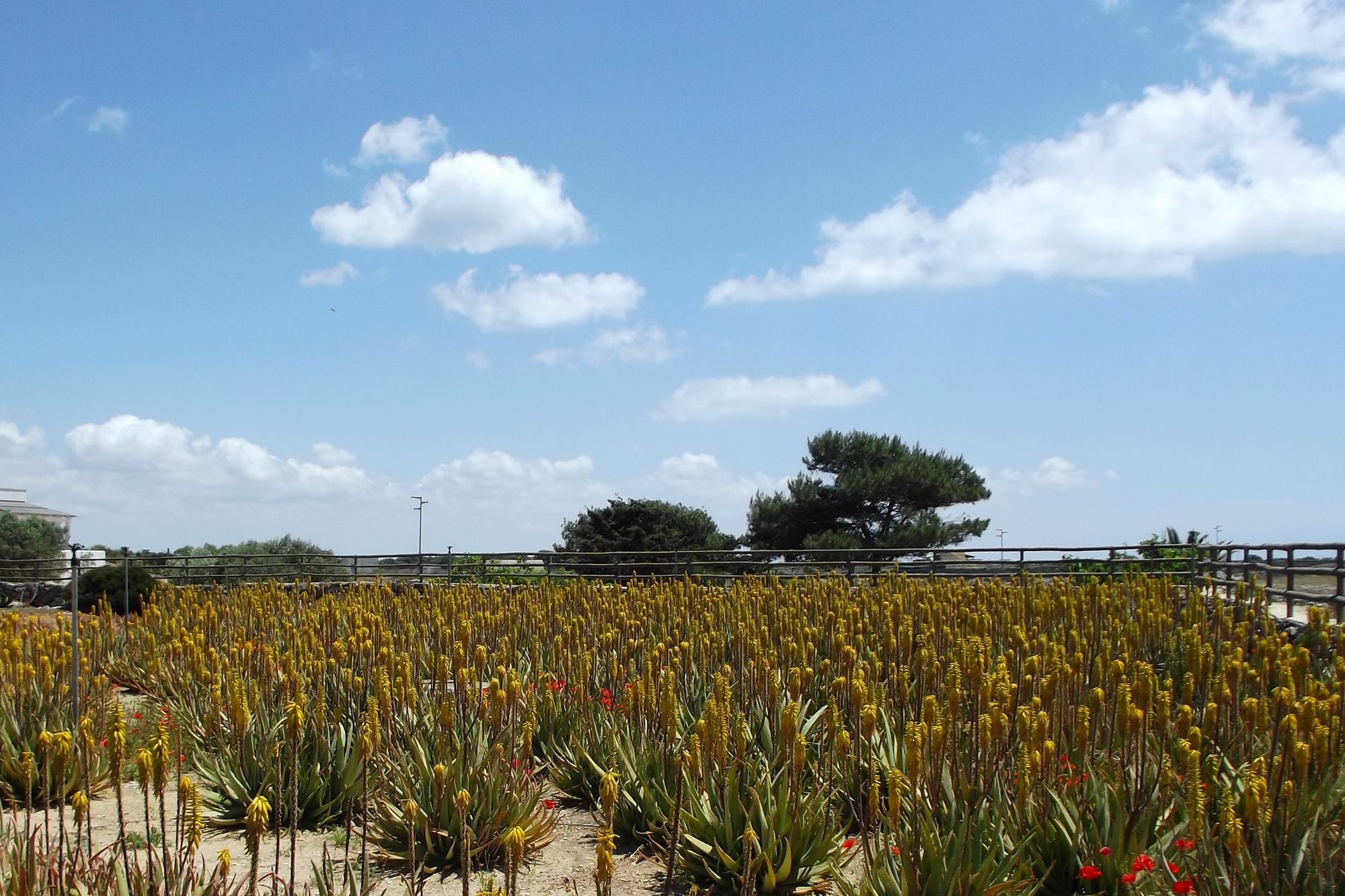 Il Giardino Delle Aloe Guest House Фавиняна Екстериор снимка